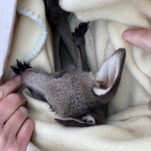 Provide Kangaroos Milk for 1 Month