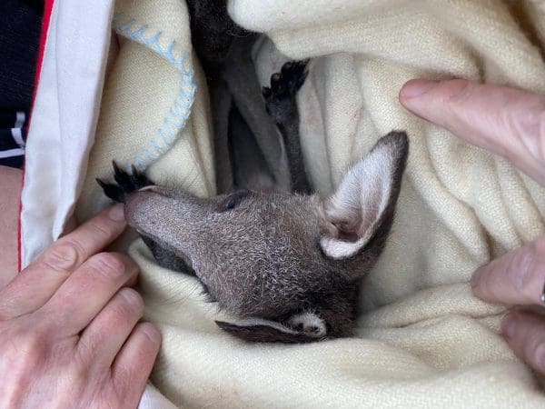 Provide Kangaroos Milk for 1 Month